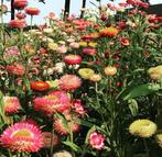 Bio zaden strobloem Helichrysum mix, Ophalen of Verzenden, Voorjaar, Volle zon, Zaad