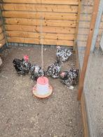 Broedeieren Cochin Choco Wit Gepareld, Dieren en Toebehoren, Pluimvee, Geslacht onbekend, Kip