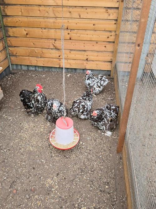 Broedeieren Cochin Choco Wit Gepareld, Dieren en Toebehoren, Pluimvee, Kip, Geslacht onbekend