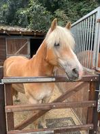 7- jarige haflinger ruin, Dieren en Toebehoren, Paarden, Ruin, Minder dan 160 cm, Dressuurpaard