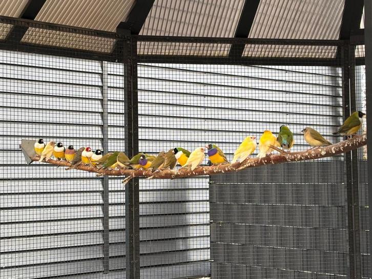 Gouldamadines, Dieren en Toebehoren, Vogels | Overige Vogels, Tropenvogel, Meerdere dieren