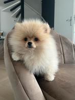 Mini Pomeranian Pomeriaan Dwergkees Reutje met Bearface, Dieren en Toebehoren, Honden | Poolhonden, Keeshonden en Oertypen, Particulier