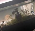 Juwel rio 180 aquarium 200 liter, Ophalen, Zo goed als nieuw, Leeg aquarium