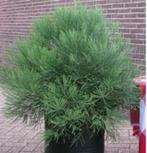 Sequoia / Mammoetboom: grootste boom ter wereld!, Tuin en Terras, Bloeit niet, Overige soorten, 100 tot 250 cm, Ophalen