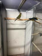 2-0 geelbuik rosellas, Dieren en Toebehoren, Mannelijk, Parkiet