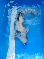 Te koop mooie siro utsuri, Dieren en Toebehoren, Vissen | Vijvervissen, Karper of Koi