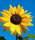 lieve man (50) zoekt lieve vrouw, Contacten en Berichten