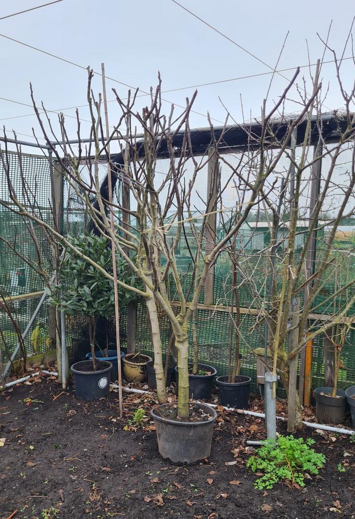 Brown Turkey vijgenboom, Tuin en Terras, Planten | Fruitbomen, Vijgenboom, 100 tot 250 cm, Lente, Ophalen of Verzenden