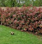 Glansmispel haag Photinia fras. Red Robin incl. aanplanten, Verzenden, Overige soorten, Haag, 100 tot 250 cm