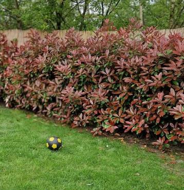 Glansmispel haag Photinia fras. Red Robin incl. aanplanten beschikbaar voor biedingen