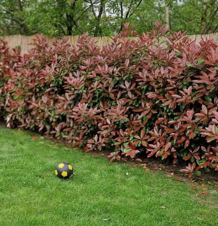 Glansmispel haag Photinia fras. Red Robin incl. aanplanten, Tuin en Terras, Planten | Struiken en Hagen, Haag, Overige soorten