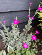 🌸 Prikneus zaailingen biologisch Lychnis coronaria, Tuin en Terras, Planten | Tuinplanten, Ophalen, Overige soorten, Volle zon