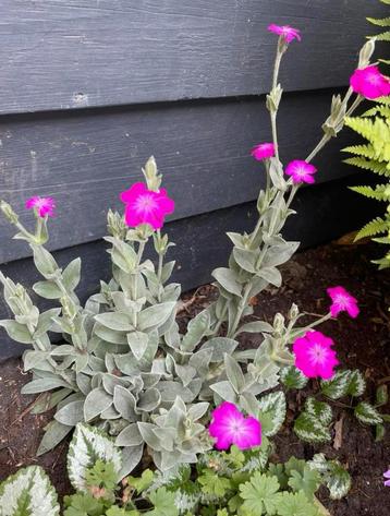 🌸 Prikneus zaailingen biologisch Lychnis coronaria beschikbaar voor biedingen