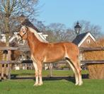8 jarige grote haflinger ruin, Dieren en Toebehoren, Pony's, E pony (1.48m - 1.57m), B, Gechipt, Ruin
