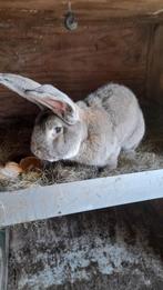 Konijn, Dieren en Toebehoren, Mannelijk