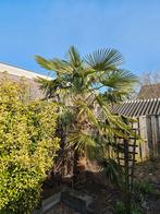 palm, Ophalen, Volle zon, Palmboom