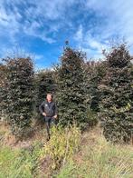 Prachtige Leiboom te koop!, Bloeit niet, Leiboom, 250 tot 400 cm, Ophalen