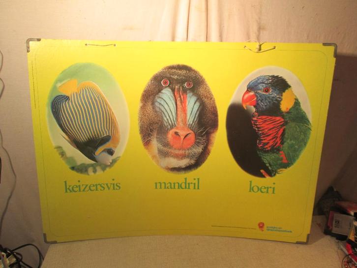 Prachtige Schoolplaat - Keizersvis / Mandril / Loeri, Antiek en Kunst, Antiek | Schoolplaten, Natuur en Biologie, Ophalen of Verzenden