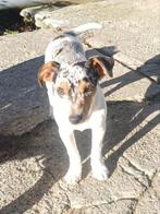 Jack russel jong hondje, Dieren en Toebehoren, Honden | Jack Russells en Terriërs, België, Particulier, Rabiës (hondsdolheid)