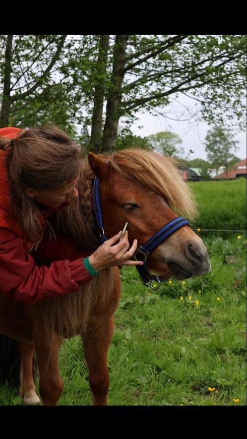 Paardentherapeut/osteopaat, Dieren en Toebehoren, Paarden en Pony's | Verzorgingsproducten, Ophalen