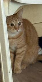 Rood witte kater 6-7 maanden oud, Dieren en Toebehoren, Katten en Kittens | Raskatten | Korthaar, Kater