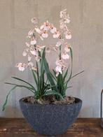 Orchidee in pot, Zo goed als nieuw, Ophalen