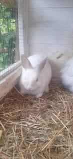 Jonge dwergkonijntjes, Dieren en Toebehoren, Konijnen, Vrouwelijk, Dwerg