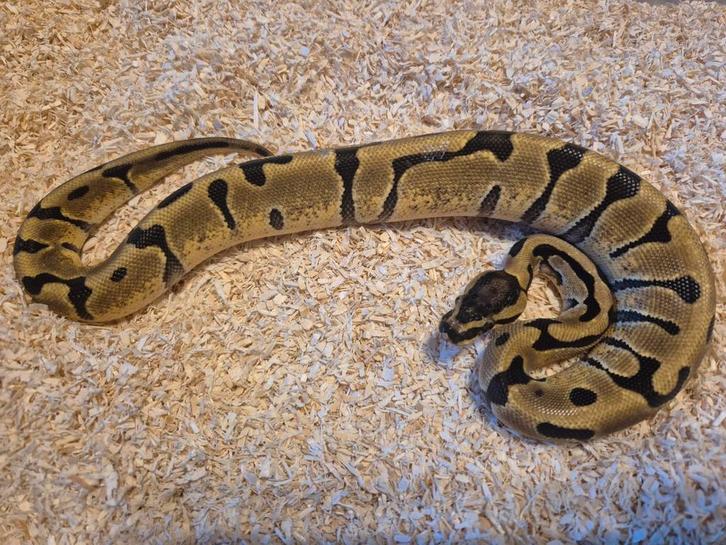 Python regius 0.1 super enchi dh piebald/hypo