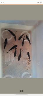 10x black molly, Dieren en Toebehoren, Vissen | Aquariumvissen, Vis