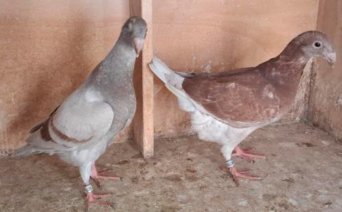 Kleurpostduif. Geringd 2025 & eigendomsbewijs.  2 stuks., Dieren en Toebehoren, Vogels | Duiven, Postduif, Meerdere dieren