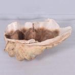 Giant Clam Shell – Mossel – Schelp Lengte 71 cm, Ophalen, Nieuw, Overige typen