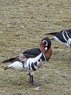 Roodhalsganzen, Dieren en Toebehoren, Meerdere dieren, Gans of Zwaan