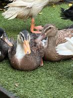 2 super tamme jonge Indische loopeenden zoeken gouden huisje, Dieren en Toebehoren, Pluimvee, Meerdere dieren, Eend