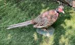Opgezette bos Fazant haan, Verzamelen, Dierenverzamelingen, Ophalen, Vogel, Opgezet dier
