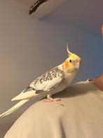 Parkiet met kooi, Dieren en Toebehoren, Vogels | Overige Vogels, Geslacht onbekend, Tropenvogel, Tam