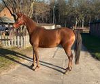 aantal jonge dressuurpaarden en 2 jonge sportpony's, Minder dan 160 cm, Met stamboom, Dressuurpaard, 0 tot 2 jaar