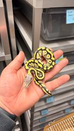 0.1 pastel mojave desert ghost ball python, Dieren en Toebehoren, Reptielen en Amfibieën, Slang, 0 tot 2 jaar