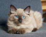 Raszuivere ragdoll kitten MET STAMBOOM!, Dieren en Toebehoren, Kater, Gechipt, 0 tot 2 jaar