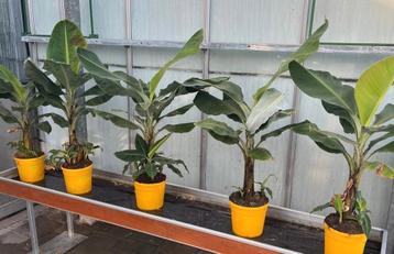 Musa Dwarf bananen  planten.  beschikbaar voor biedingen