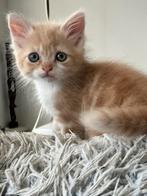 Prachtige lieve kittens, Dieren en Toebehoren, Katten en Kittens | Raskatten | Langhaar, Meerdere dieren, Ontwormd, 0 tot 2 jaar