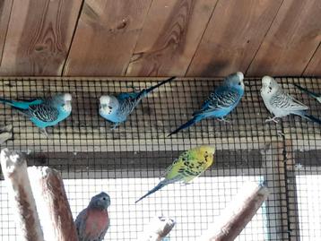 Grasparkieten beschikbaar voor biedingen