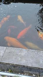 Bengoi rond de 55cm, Dieren en Toebehoren, Vissen | Vijvervissen, Karper of Koi
