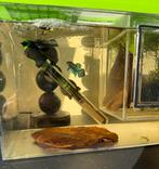 Wilde Betta Mahachaiensis, Dieren en Toebehoren, Vissen | Aquariumvissen, Vis, Zoetwatervis