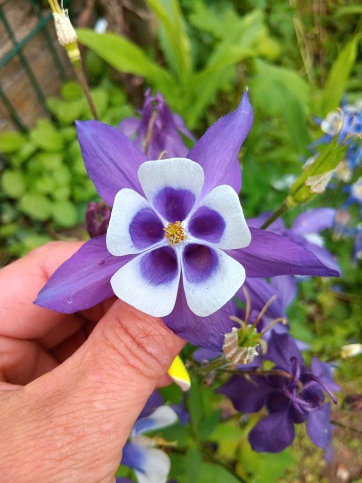 Biologisch Gekweekte Zaden, Tuin en Terras, Bloembollen en Zaden, Volle zon, Ophalen of Verzenden