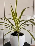 Mooie Graslelies (Chlorophytum comosum) – Zonder pot, Ophalen of Verzenden, Zomer, Overige soorten