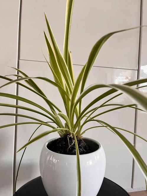 Mooie Graslelies (Chlorophytum comosum) – Zonder pot, Tuin en Terras, Planten | Tuinplanten, Overige soorten, Zomer, Ophalen of Verzenden