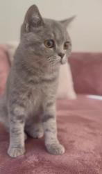 Zeer mooie britse korthaar te koop, Dieren en Toebehoren, Katten en Kittens | Raskatten | Korthaar, Poes, Gechipt, 0 tot 2 jaar