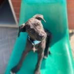 AIN: Lennie, Dieren en Toebehoren, Rabiës (hondsdolheid), 15 weken tot 1 jaar, Buitenland, Eén hond