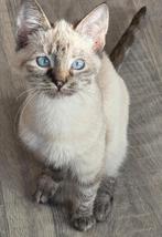 Siamees kitten poesje Beschikbaar, Poes, Gechipt, 0 tot 2 jaar