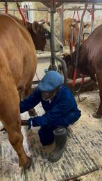Gezocht mensen die een paar dgn koeien willen (leren)melken, Dieren en Toebehoren, Ophalen of Verzenden, Nieuw